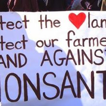 5 Companies Against Genetically Modified Foods