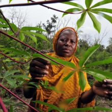 Sneaky Pro-Monsanto Law in African Nation of Almost 26 Million Faces New Setback