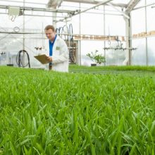 America’s Top Gardening Company Poised to Contaminate Neighborhoods with Roundup Ready GMO Grass