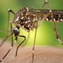 Residents of Florida Town Vote a Resounding “NO!” on GMO Mosquitoes (Other Area Votes Yes, But There’s a Big Catch)