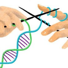 Manipulating Mankind: The CRISPR Gene-Editing Tool is Finally Used on a Human