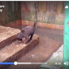 Video Footage Shows Starving Bears Begging For Food at Indonesian Zoo